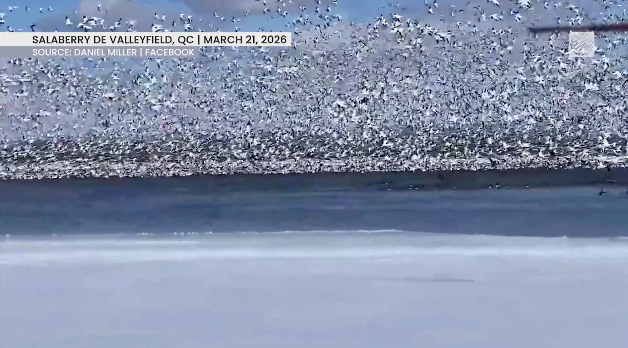 TWN: Snow geese migration Quebec