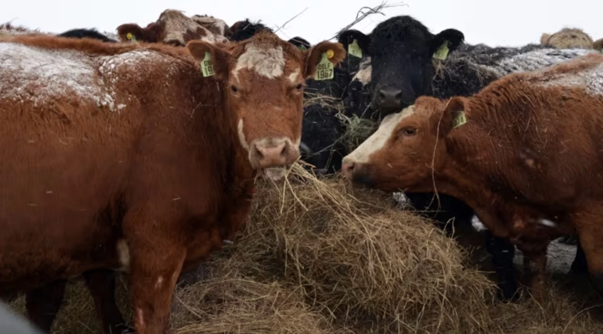 How growing cattle feed indoors could help ranchers keep herds during drought