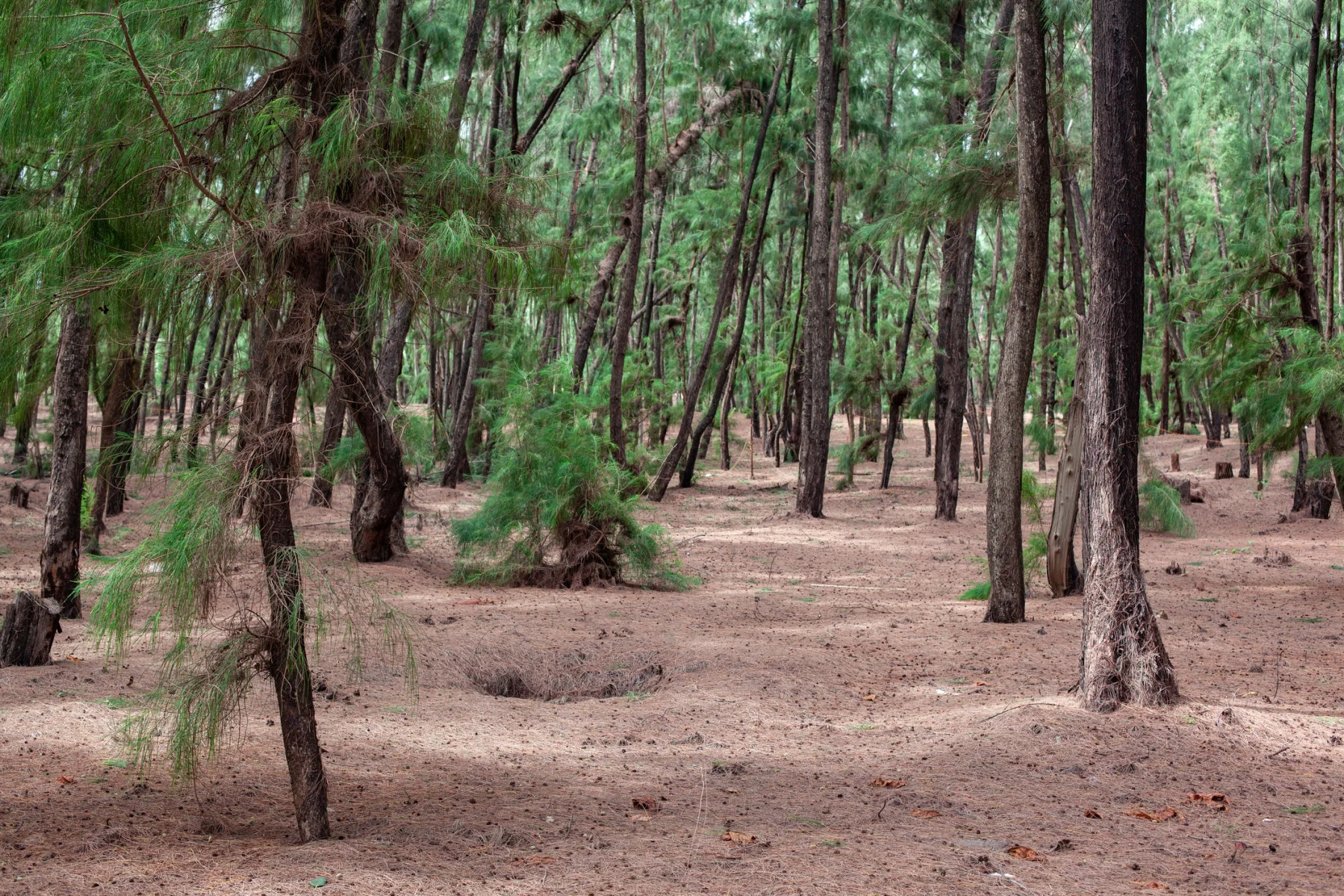 Trees in Lompoul, Senegal forming part of the Great Green Wall. (Geraint Rowland Photography/ Moment/ Getty Images)