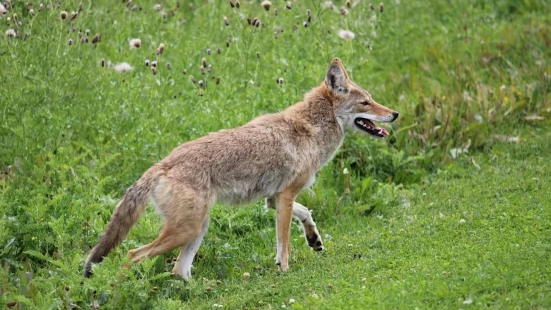 How geography and city planning made Edmonton a beacon for urban wildlife