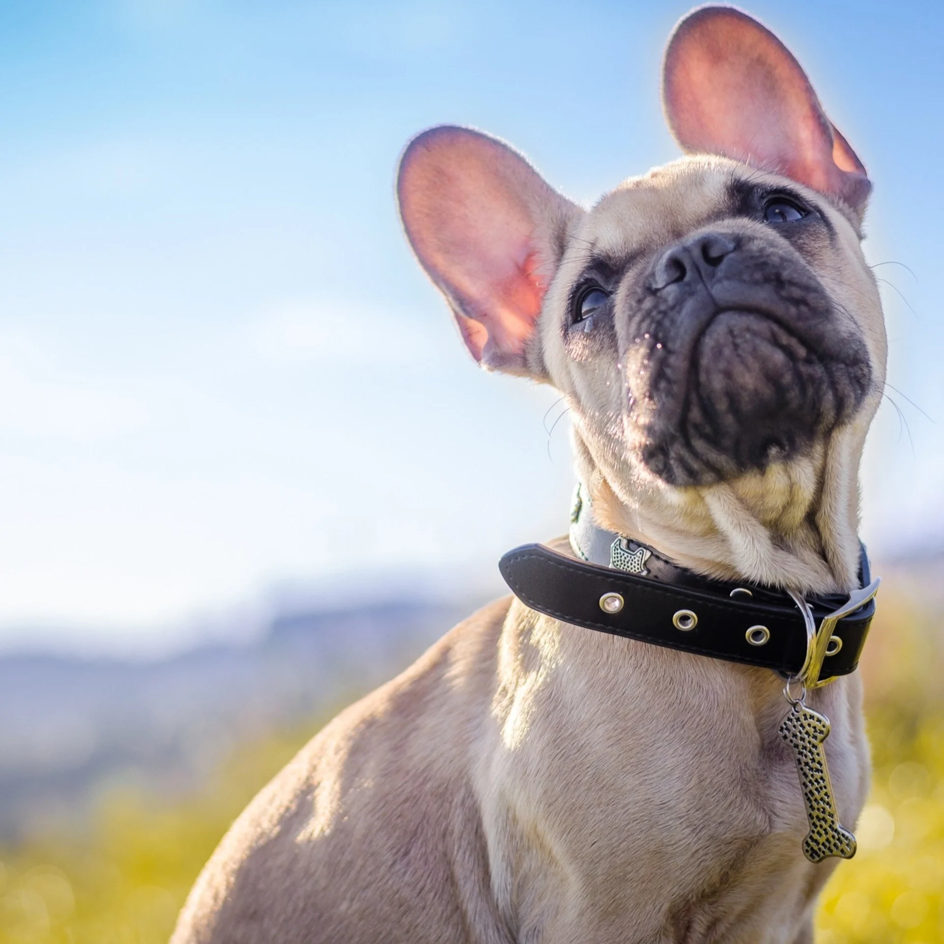 tiques et chiens 4