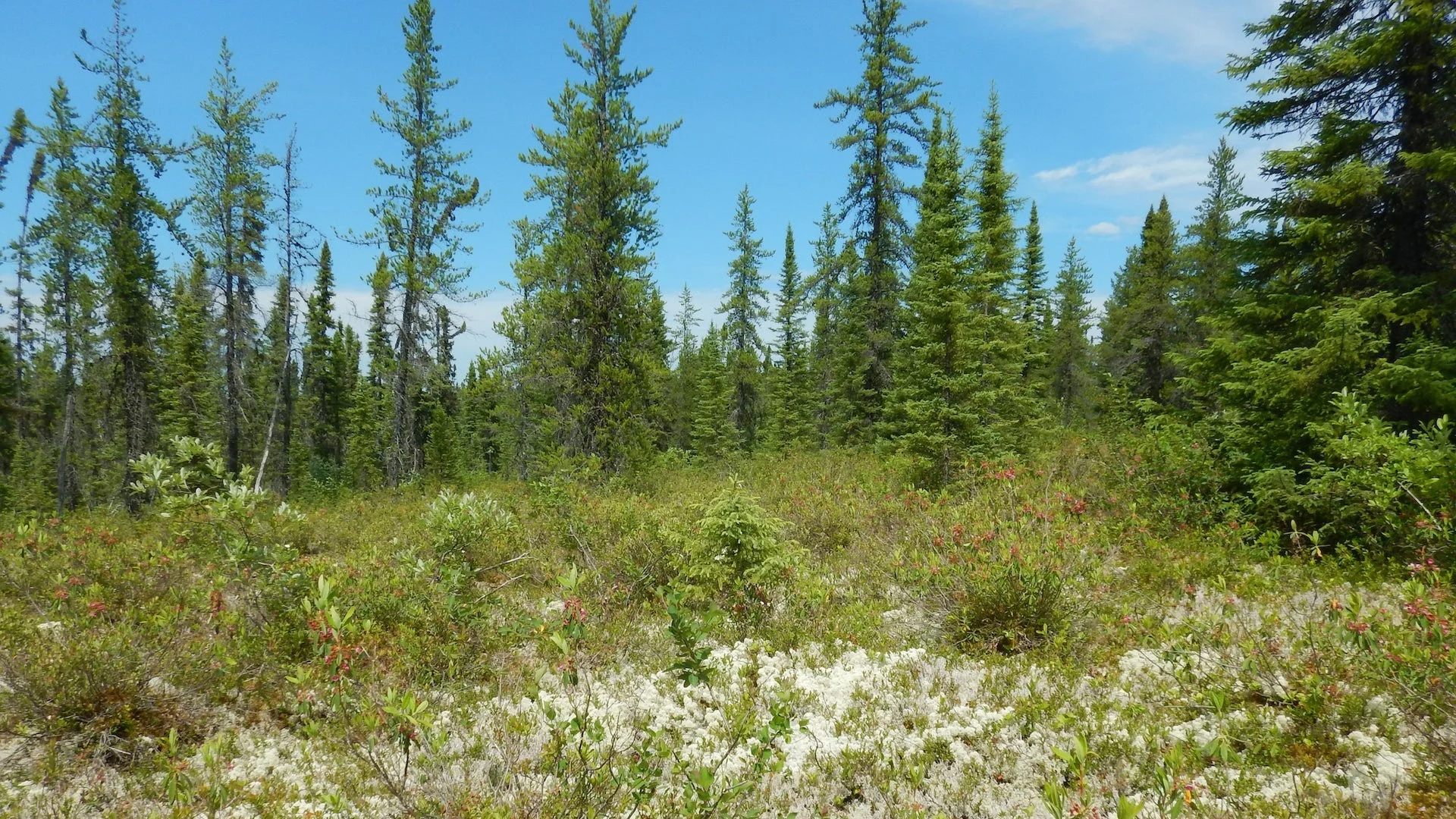 Can the boreal forest be used to concretely fight climate change?