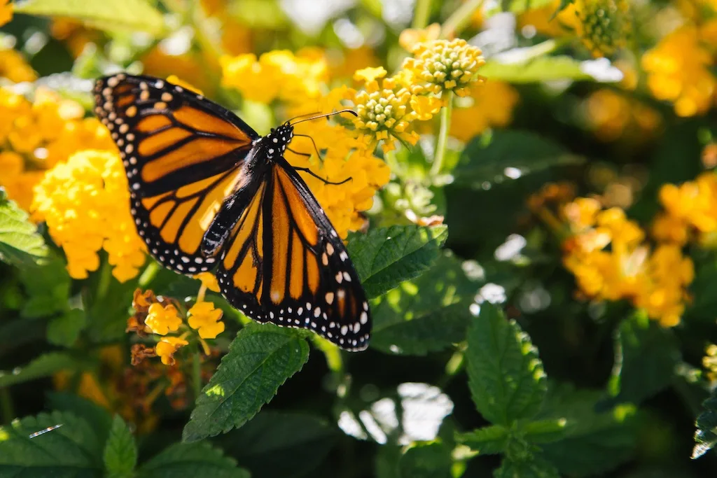 Monarch butterfly/Unsplash