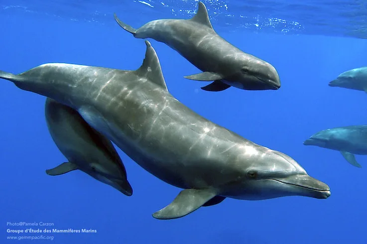 dolphin adopt courtesy pamela carzon