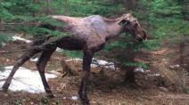 Early research suggests winter ticks are killing young moose in New Brunswick