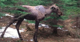 Early research suggests winter ticks are killing young moose in New Brunswick