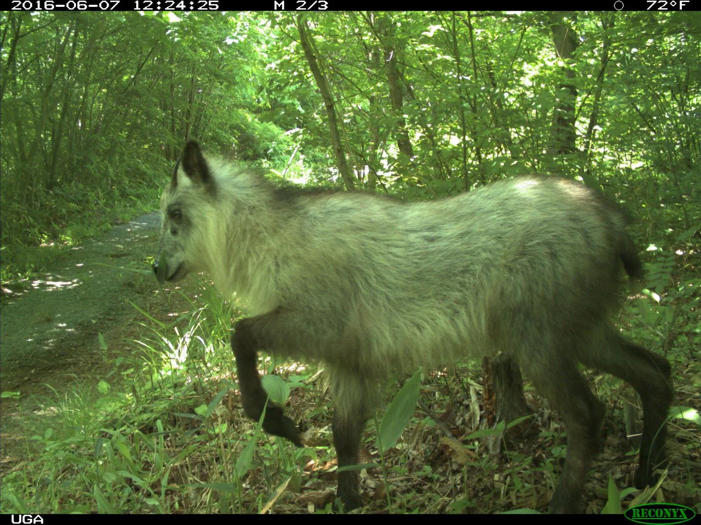 serow - eurekalert