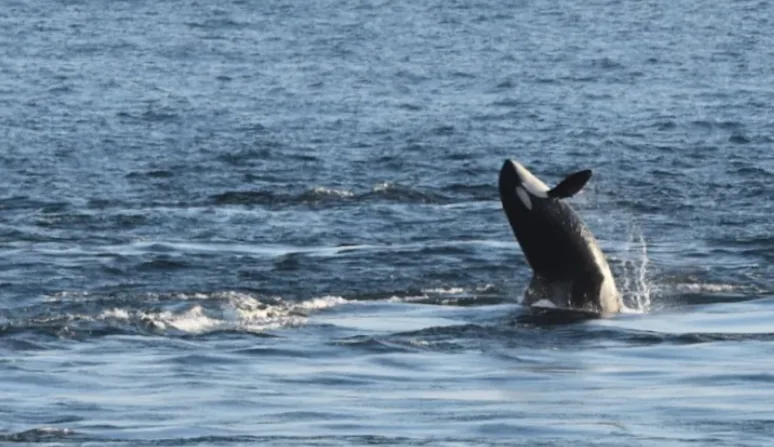 Mystery of the deep: Behaviour of J pod orcas confounds researchers