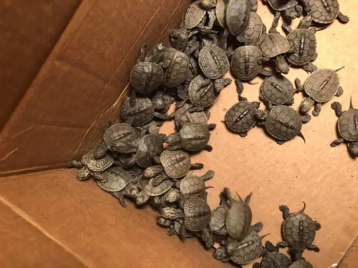 Over 800 turtles rescued from storm drains, housed at university