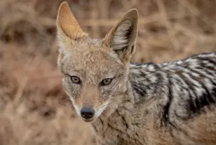 'Aggressive' coyotes recently spotted in Toronto: What to do if you encounter one