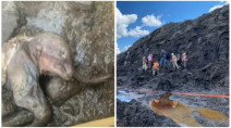Frozen baby woolly mammoth discovered in Yukon gold fields