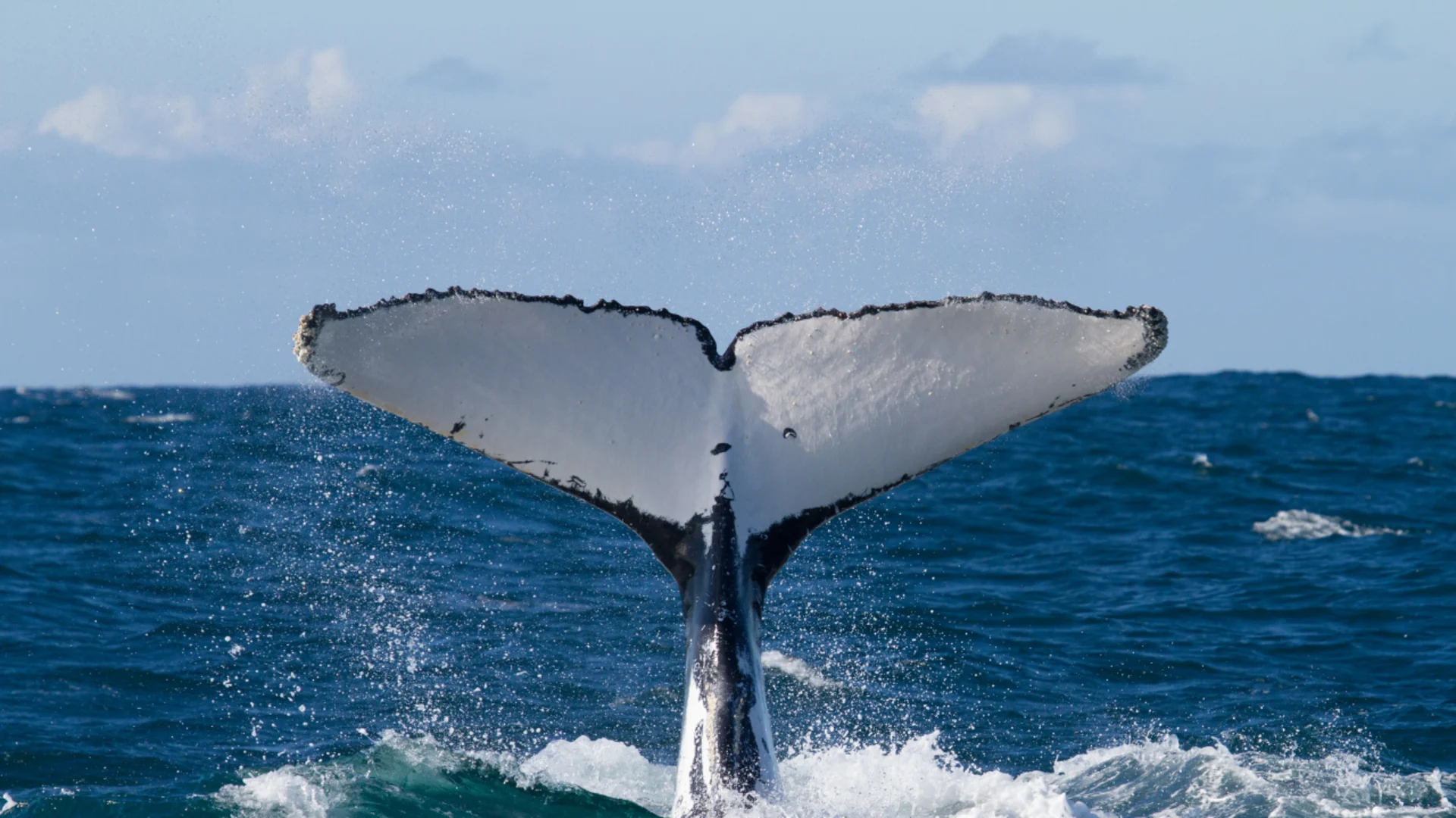 Migrating whales return to B.C. waters. Here's how you can see them safely