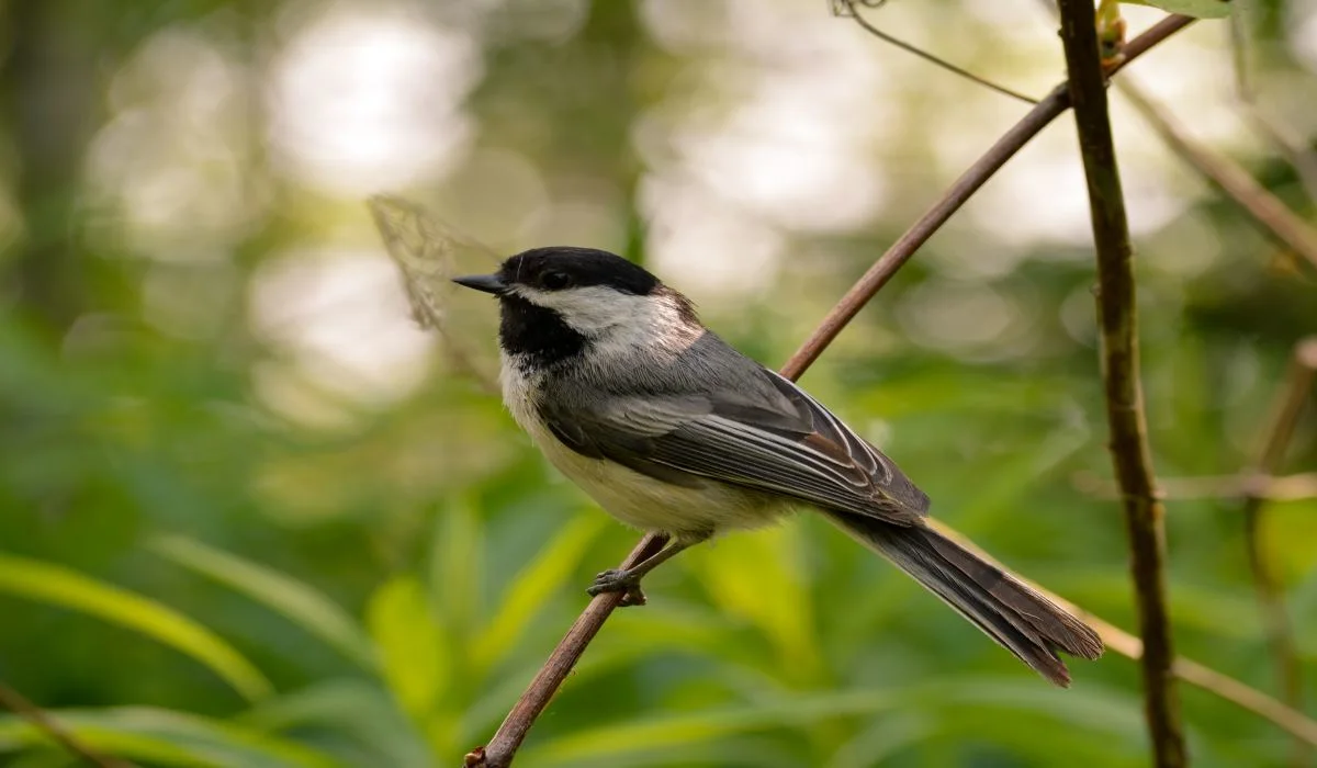 Comment adapter sa cour à la faune ?