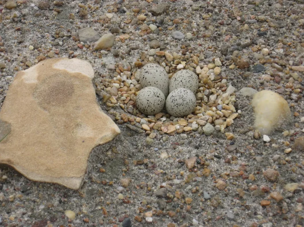 CBC: Piping plover eggs. (Alberta Conservation Association)