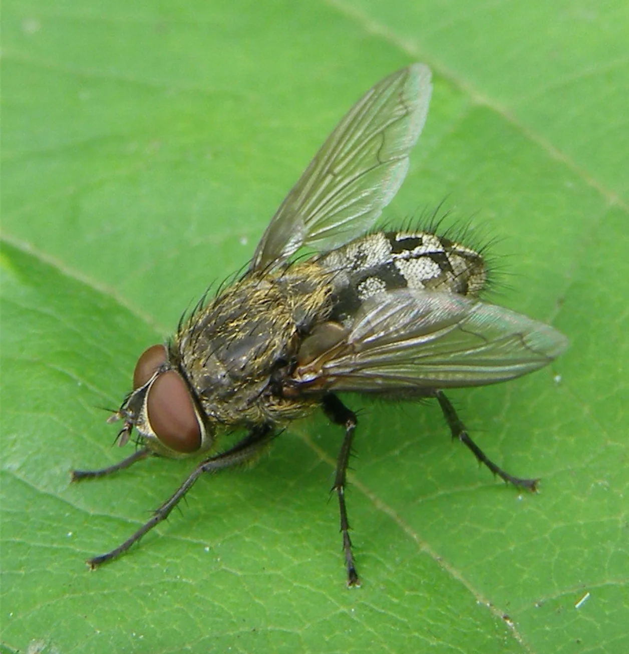 Wikipedia: Cluster Fly  (CC BY-SA 3.0) - TristramBrelstaff - Own work