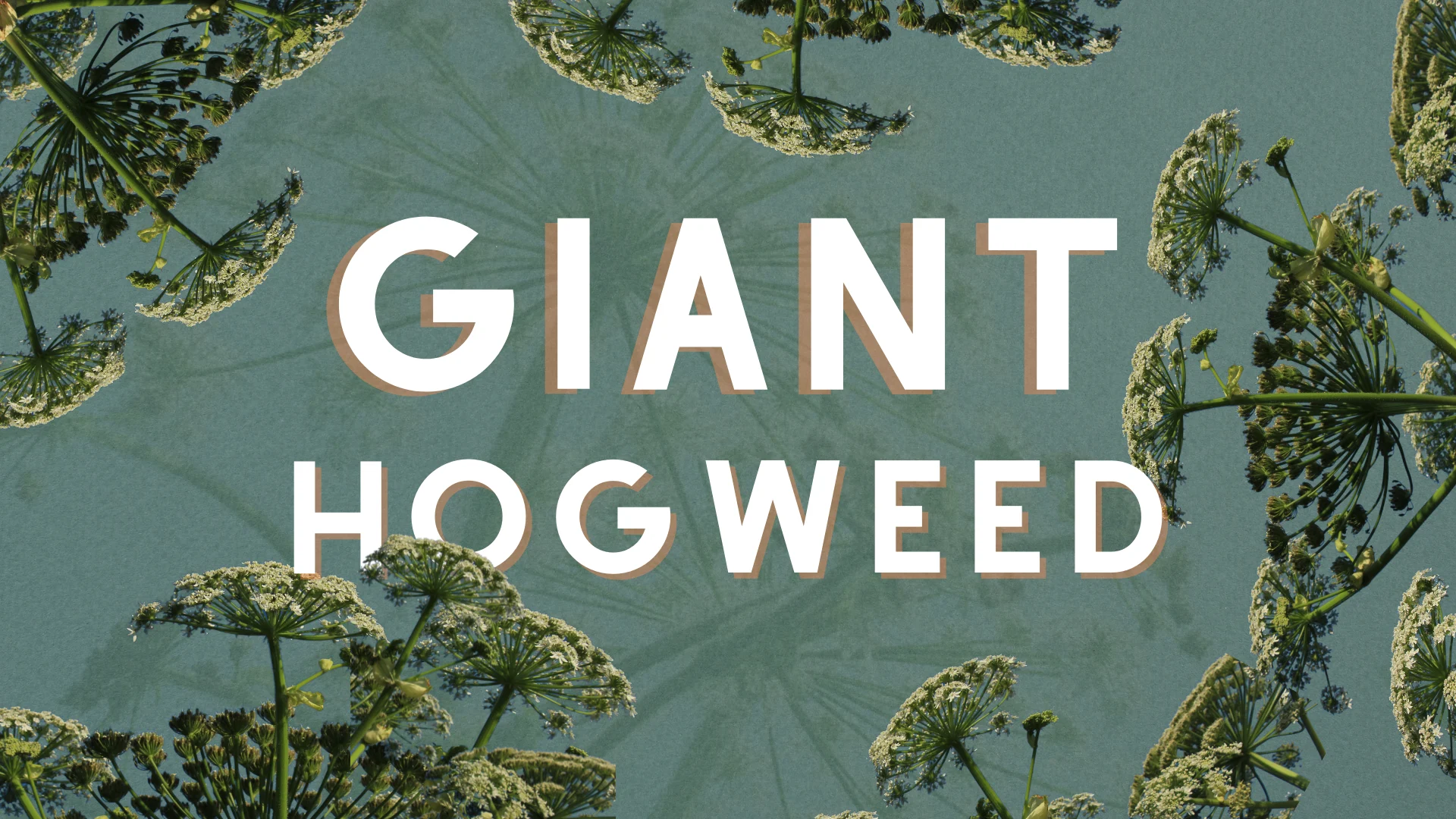 giant hogweed - custom