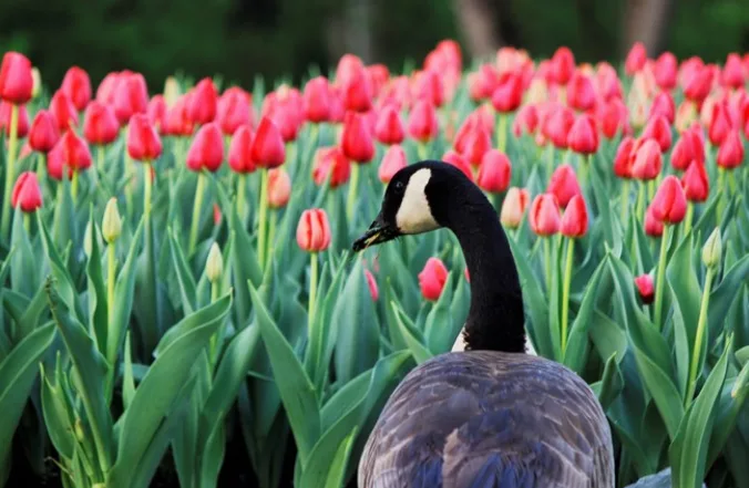 10 of Canada's most iconic animals