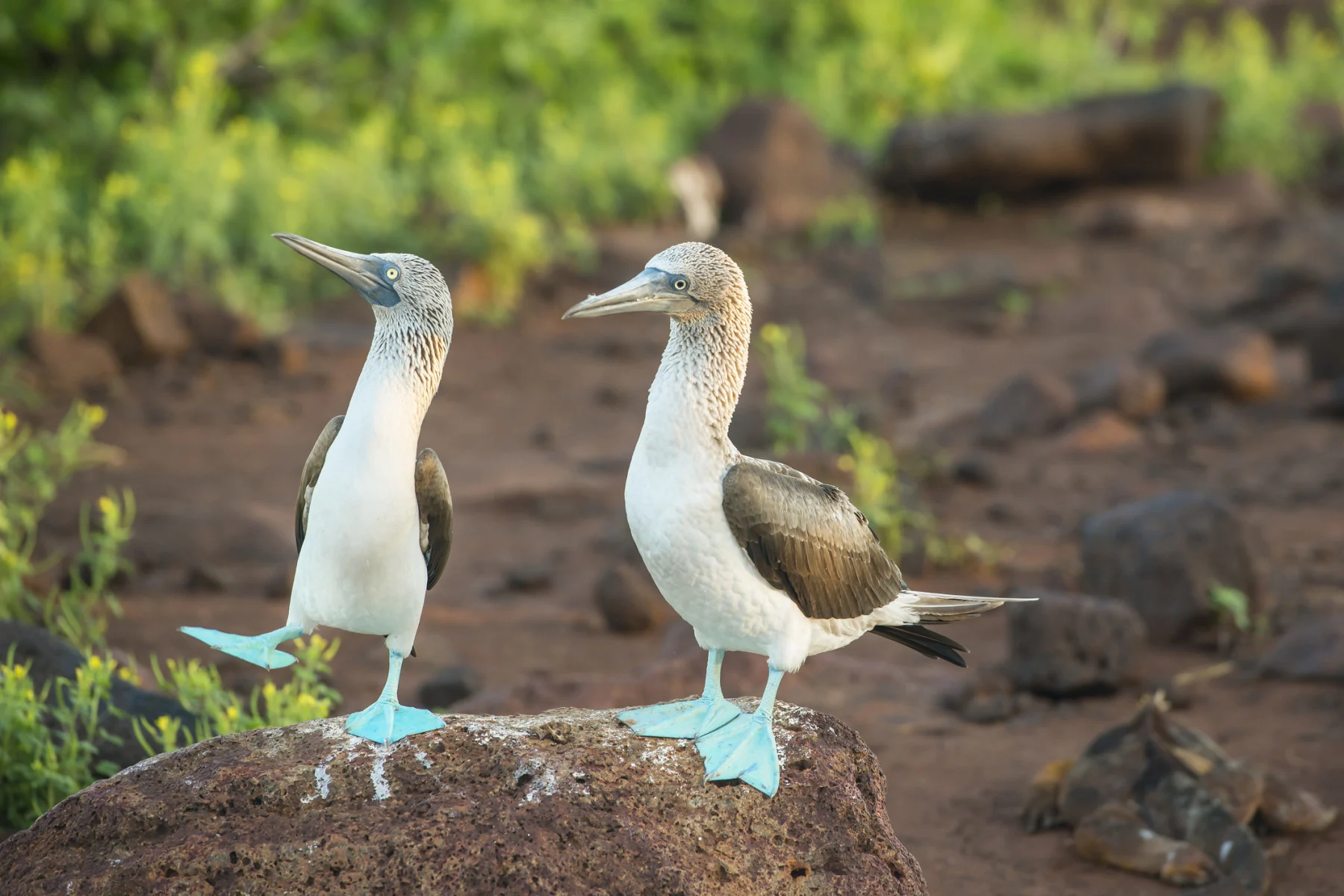 blue-footed boobys (guenterguni/ E+/ Getty Images)
