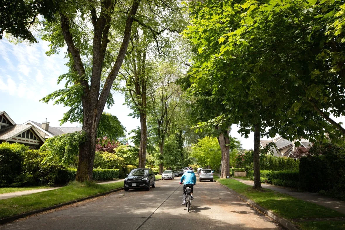 Research has shown that mature trees, and the canopy they create, can offer a cooling effect for residential neighbourhoods. (Justine Boulin/CBC)