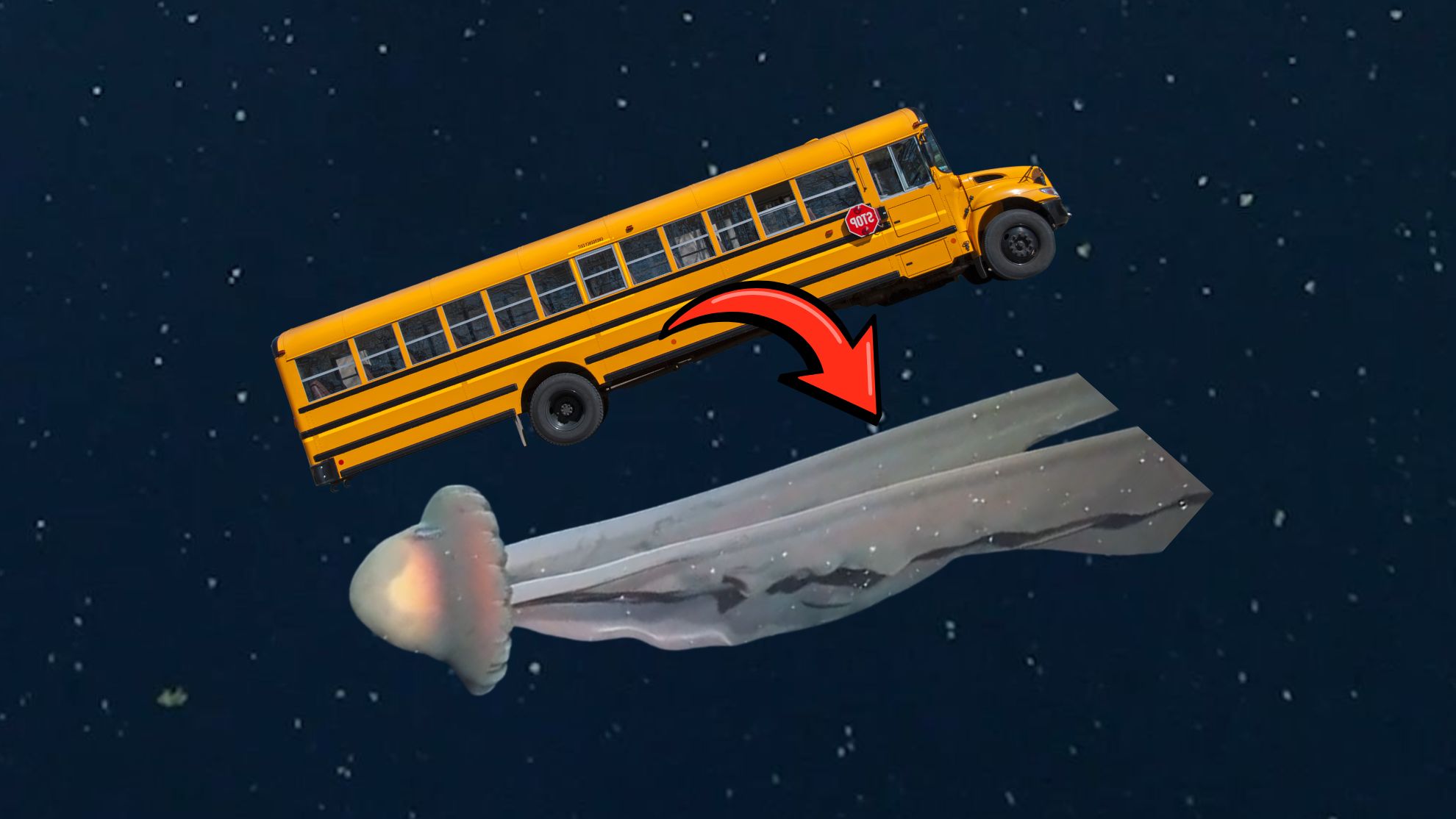 Researchers spot bus-sized jellyfish