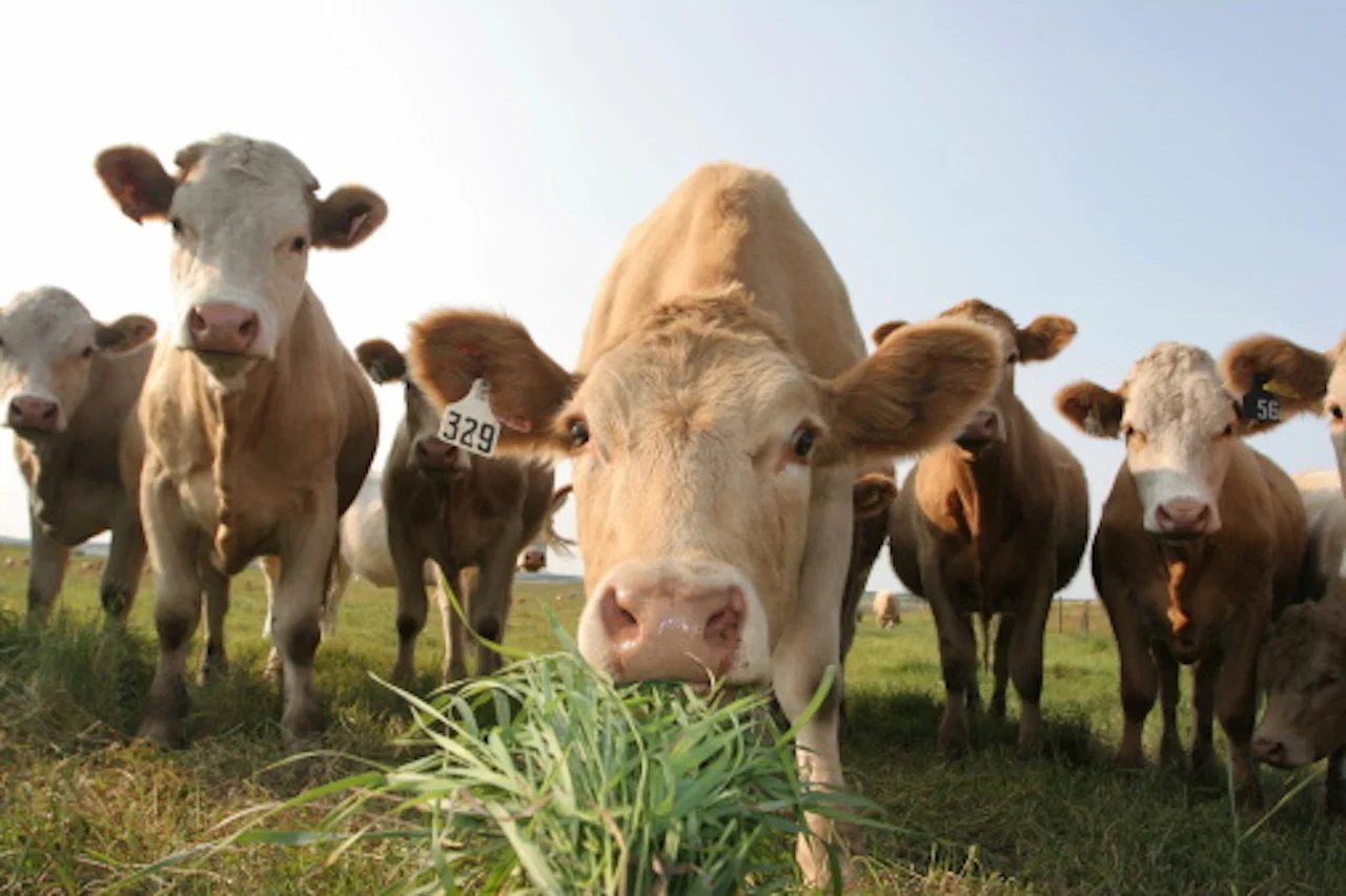 Cow/Getty Images/Joff Barnes:173608993-170667a