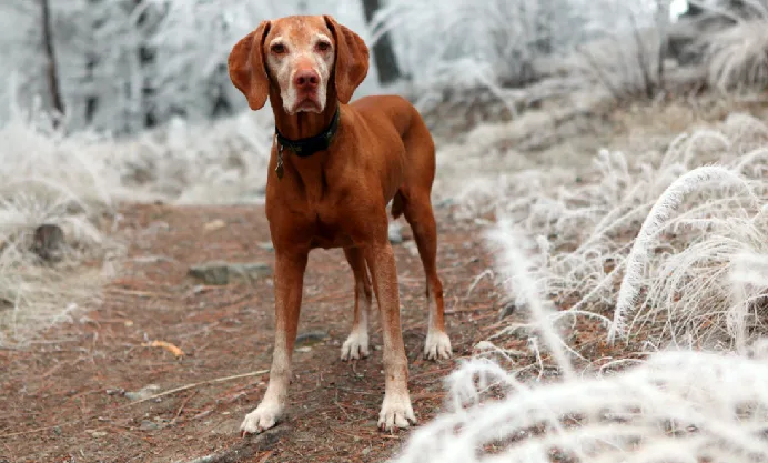 The world is not their toilet: Study says dog poop may harm nature reserves