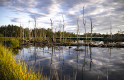 Millions of metric tons of human waste santized by nature annually