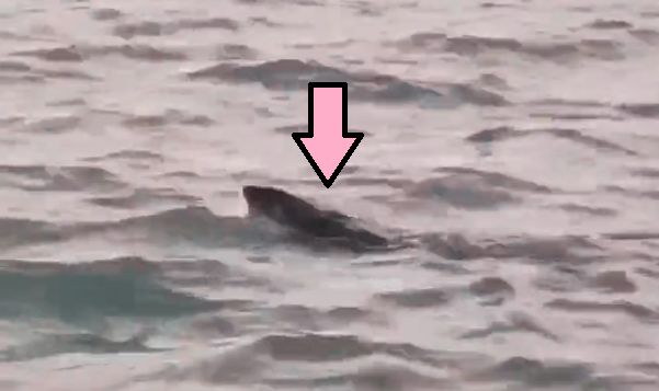 Otter spotted in the Detroit River for first time in over a century ...