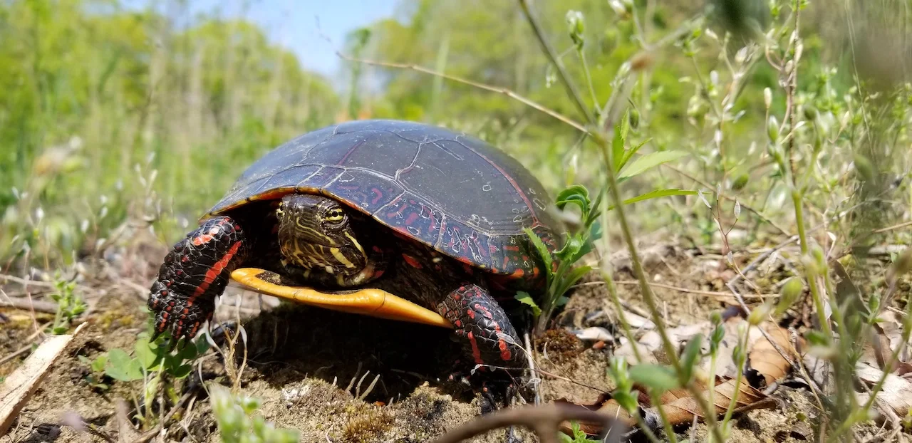 Painted turtle/ Cameron Curran/Submitted and supplied by Nature Conservancy of Canada