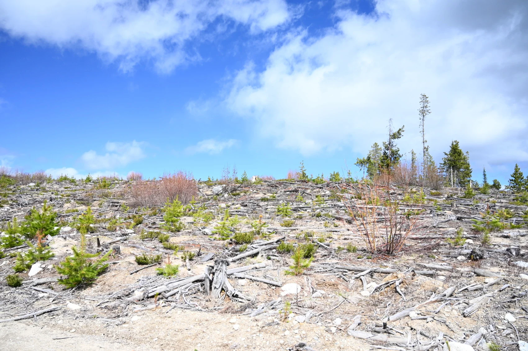  An area of clearcuts in Peachland, B.C. (Mia Gordon)
