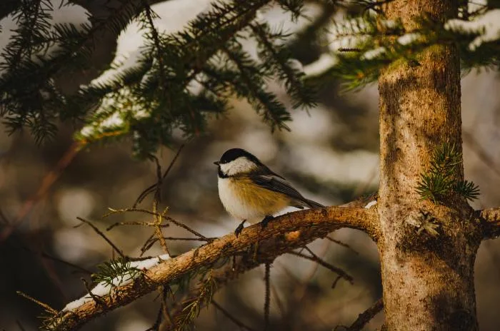 Ces éléments pourraient retarder l'arrivée du printemps