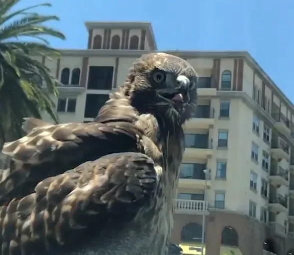 Raptor tags along for free ride on California car, caught on video