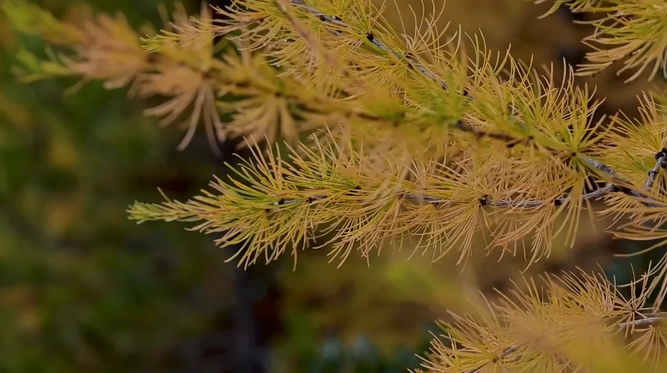 TWN: Yellow foliage
