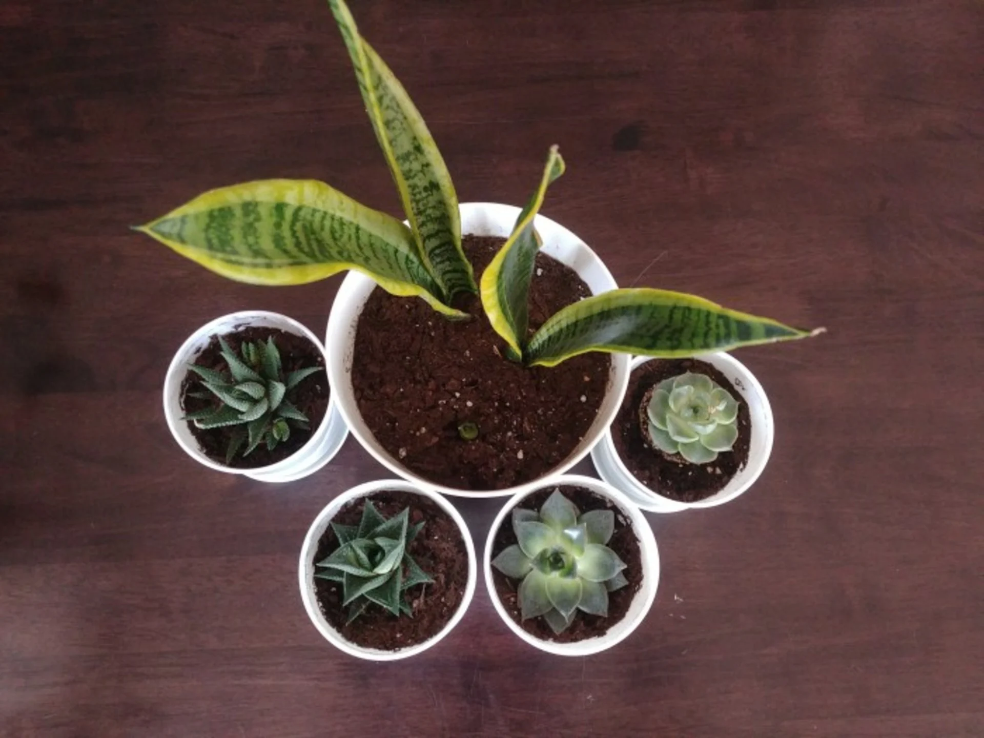 How to avoid killing your houseplants this winter