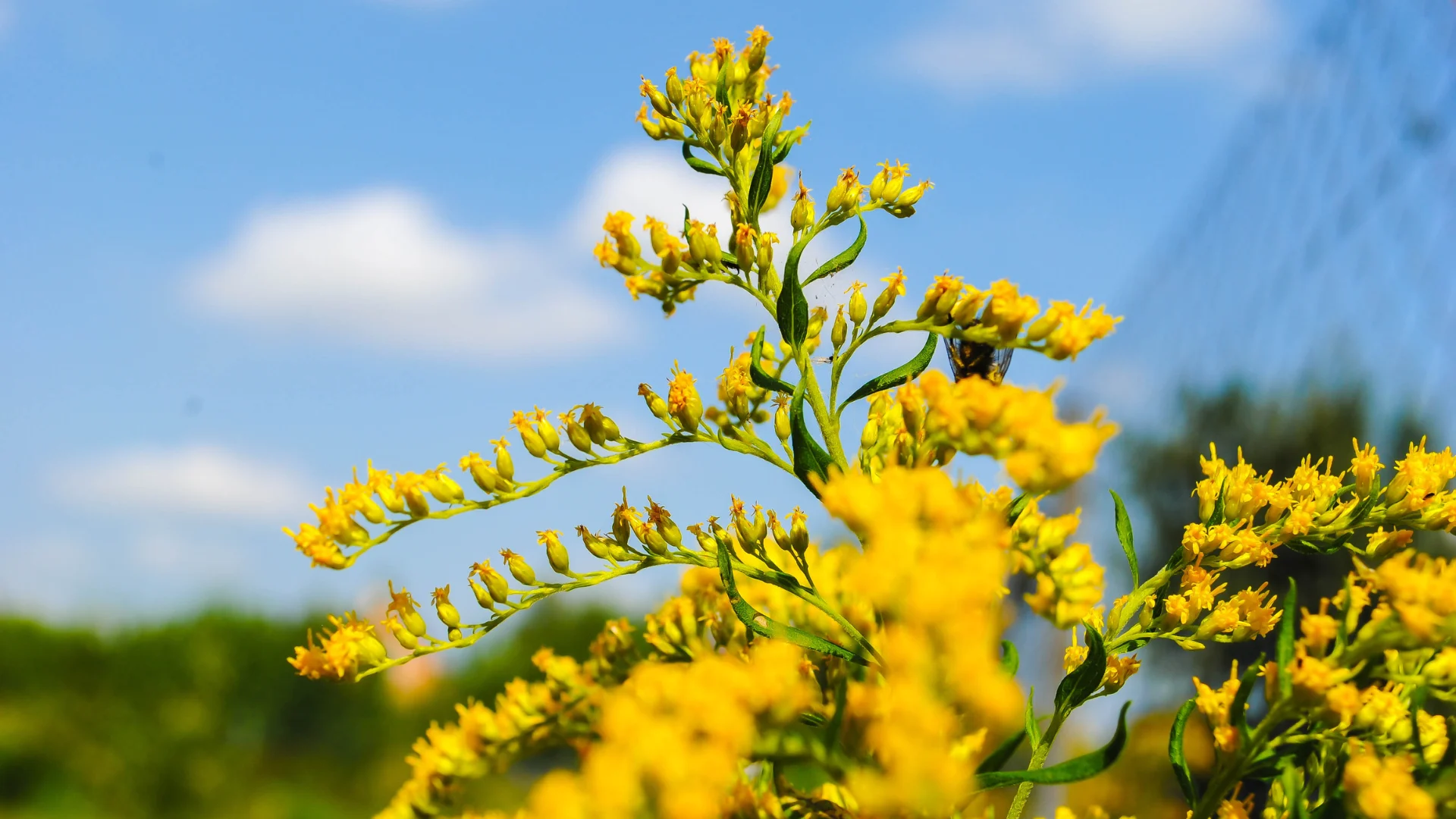 CANVA - tall goldenrod