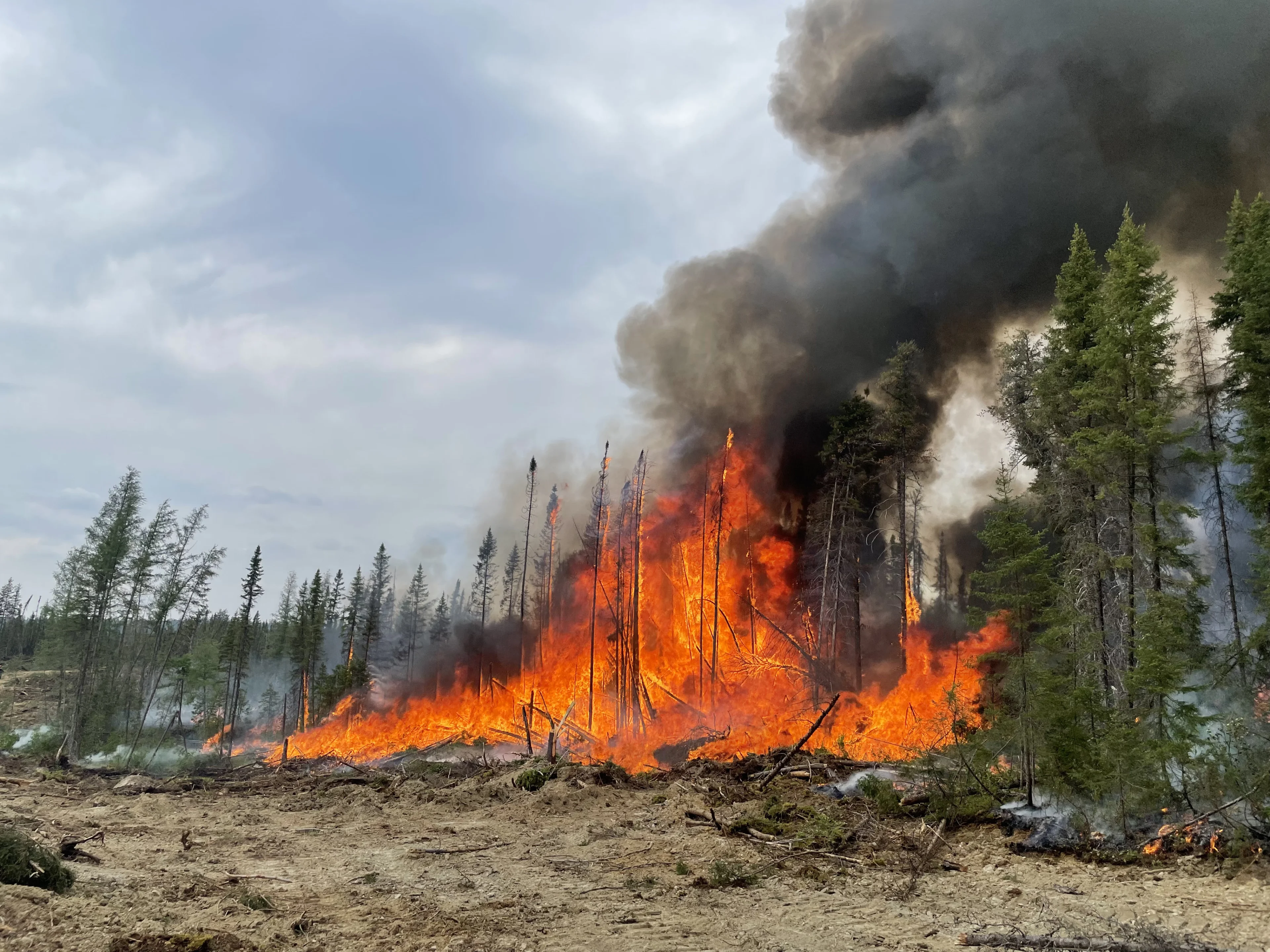 As wildfire risk grows, will planting trees work to offset carbon emissions?