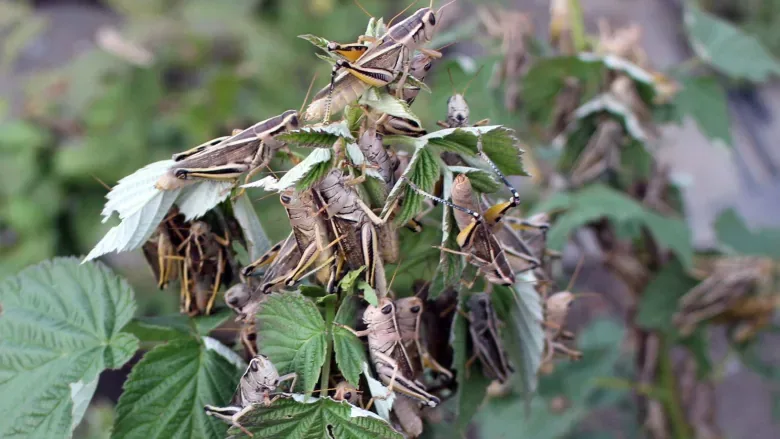"Perfect storm" of weather fuels Saskatchewan grasshoppers