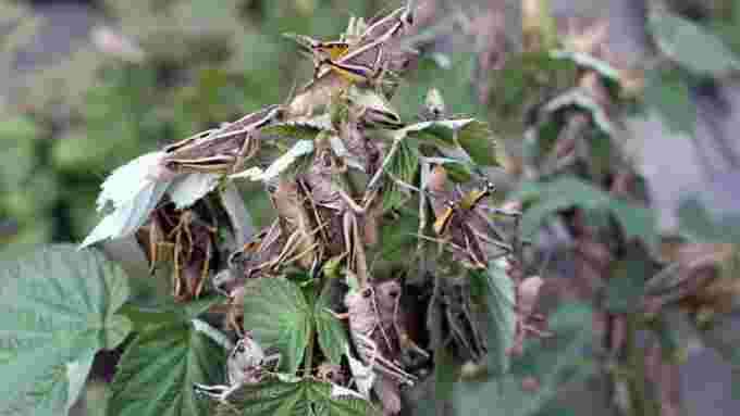 grasshoppers-raspberry-plant-woodrow-sask/Submitted by Delores Fauser via CBC
