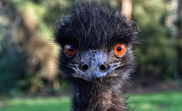 Giant emu recovering after escaping police, blocking morning traffic