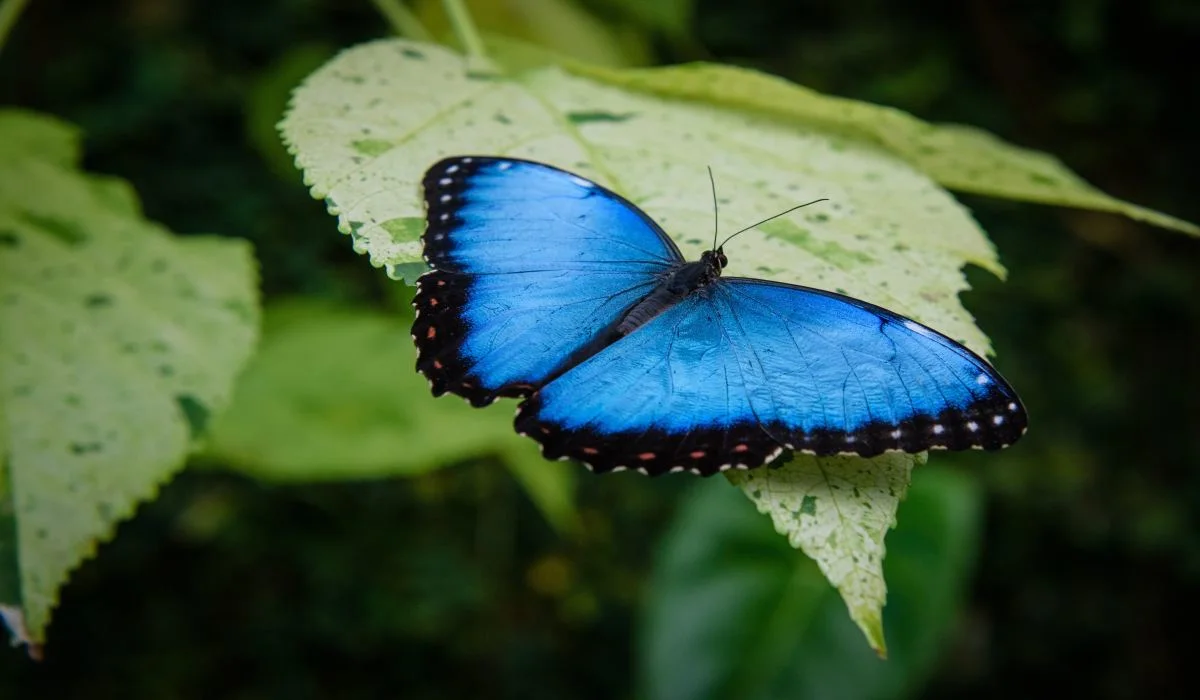 Températures changeantes : certains insectes n'arrivent pas à s'adapter