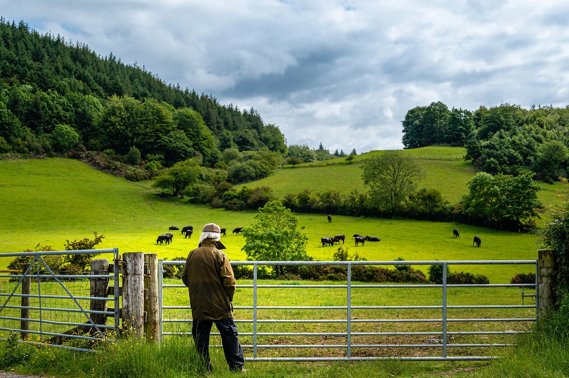 Man looking at beef cattle grazing in a field on a summer morning in southwest Scotland. (John F Scott/ E+/ Getty Images)