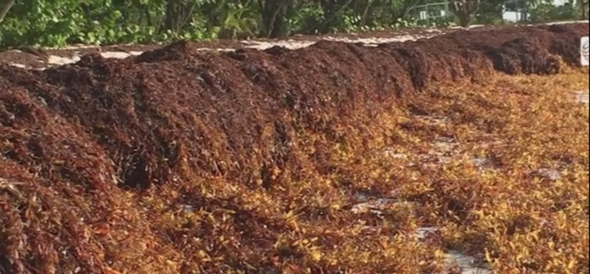 Des tonnes d'algues pourrissent sur les plages de la Floride