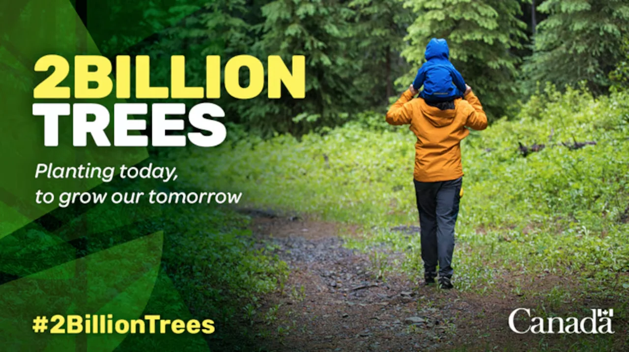 Canada, Tree, Nature, Planting, Fire, May 30, 2026. (Credit/Natural Resources Canada)