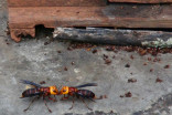 Pheromone traps may be effective tools to remove Asian giant hornets