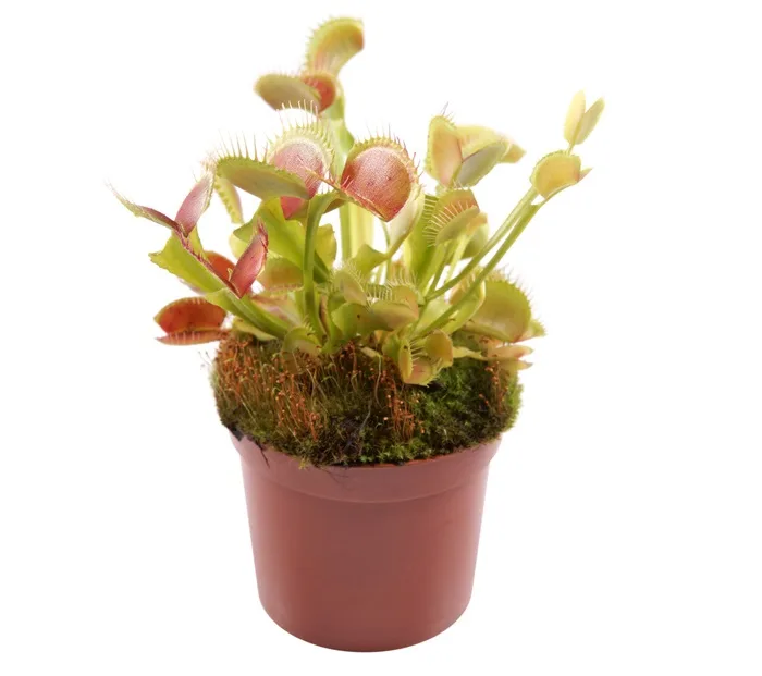 venus fly trap - GettyImages-175525625