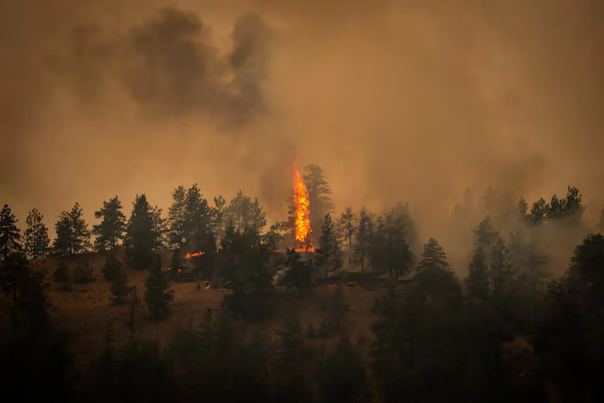 (CBC) Bald Range Wildfire August 8 2026