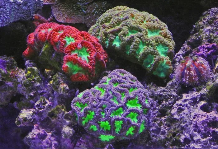 Les coraux des Caraïbes ravagés par une maladie mortelle 