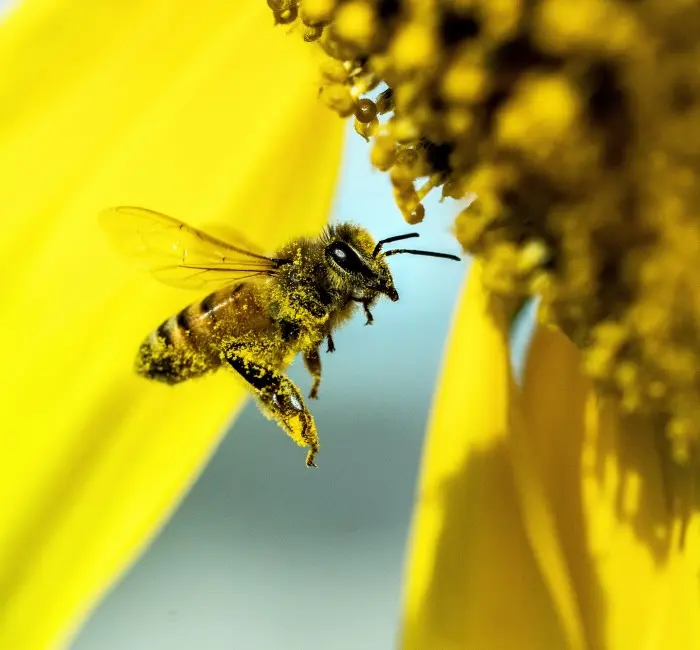 La piqûre d'abeille plus probable sous certaines conditions météo