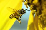 La piqûre d'abeille plus probable sous certaines conditions météo