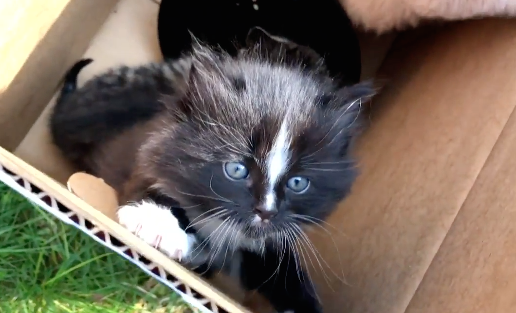 A happy ending for a litter of feral kittens in Halifax